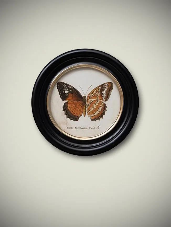Lámina Decorativa 'Mariposa Ceth. Nicobarica Feld.'