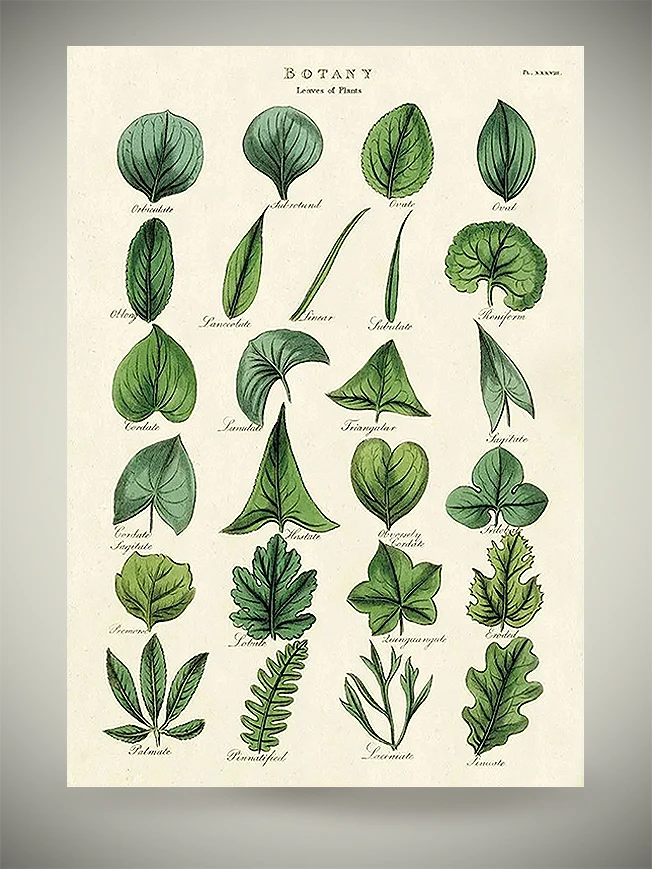 Papel Poster & Wrap 'Botany Leaves' - Cavallini & Co