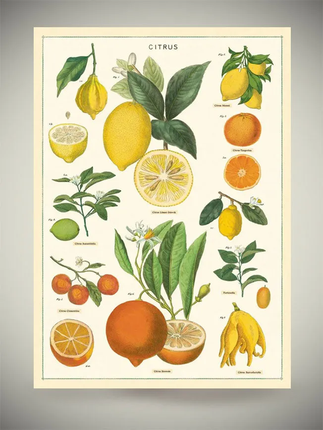 Papel Poster & Wrap 'Citrus' - Cavallini & Co