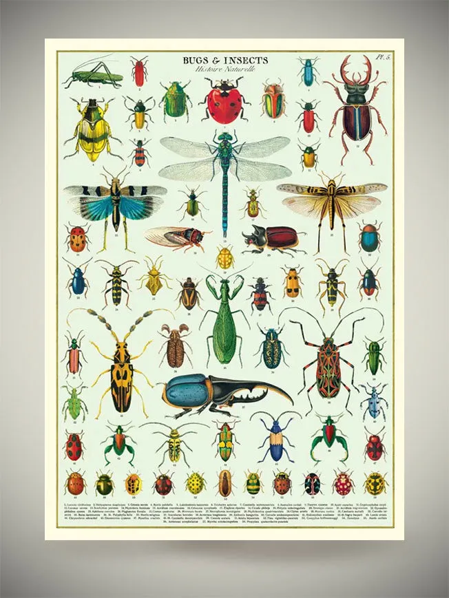 Papel Poster & Wrap 'Bugs & Insects' - Cavallini & Co
