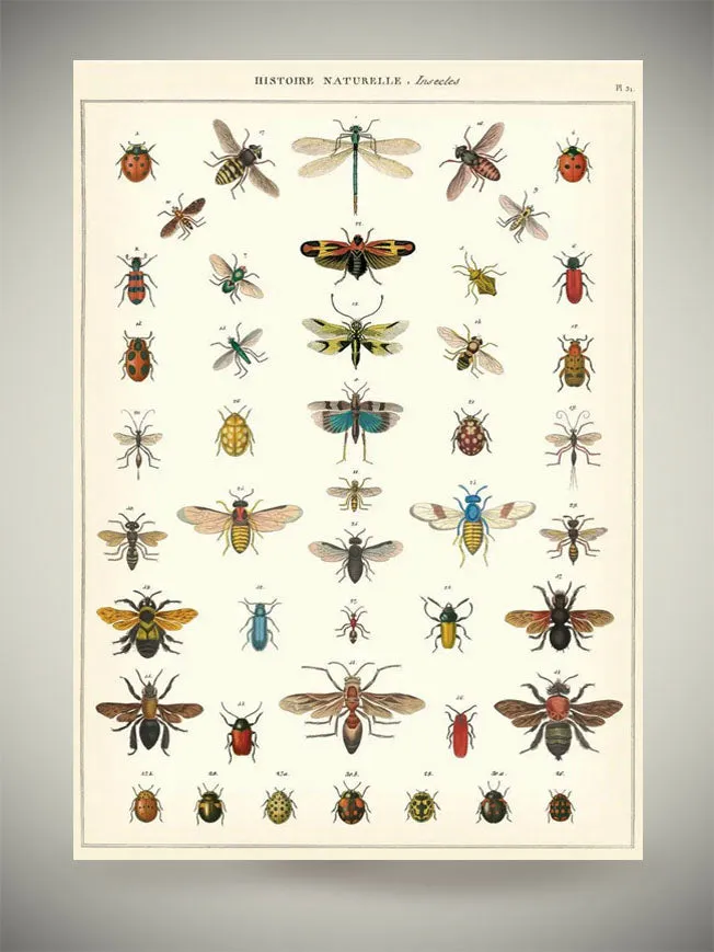 Papel Poster & Wrap 'Natural History Insects' - Cavallini & Co