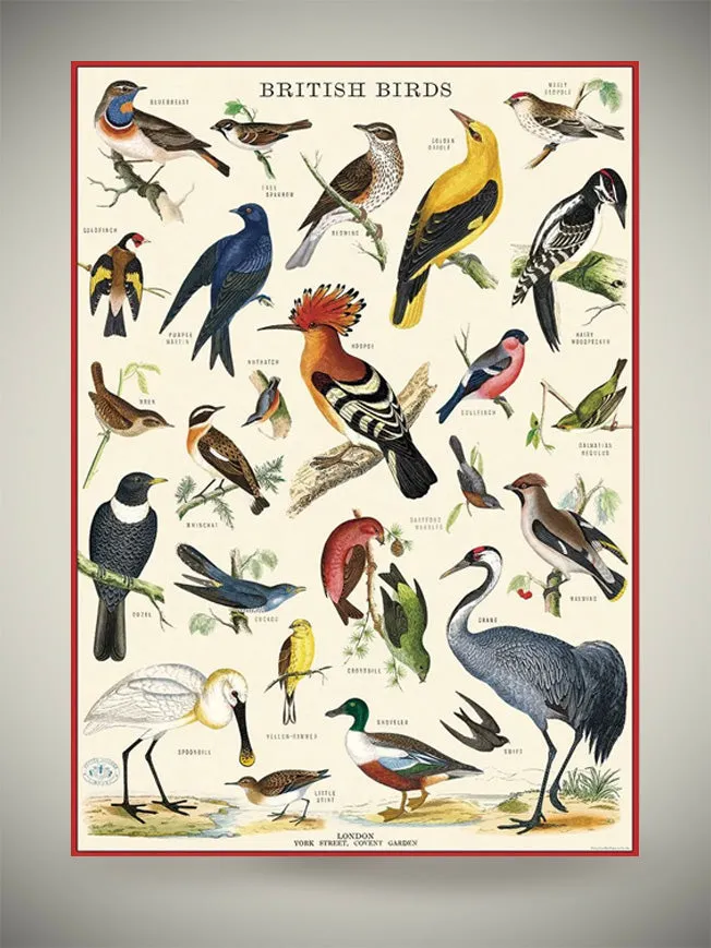 Papel Poster & Wrap 'British Birds' - Cavallini & Co