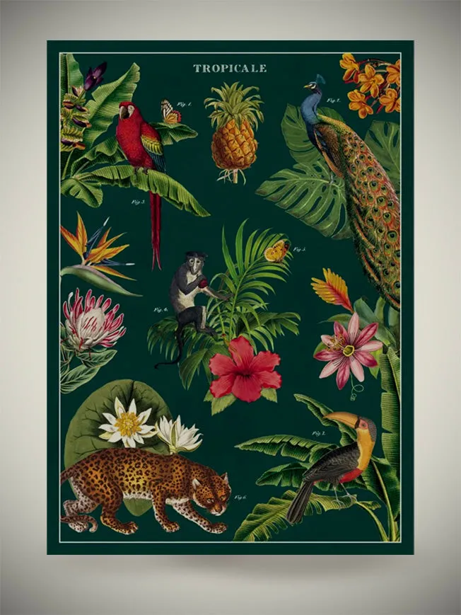 Papel Poster & Wrap 'Tropicale' - Cavallini & Co