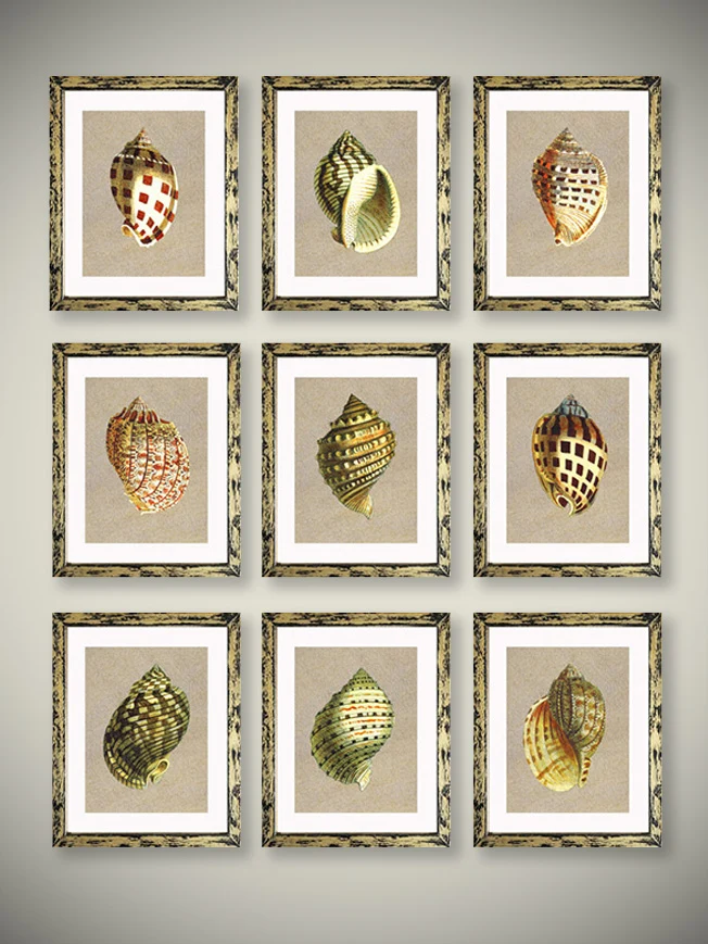 Láminas Decorativas de Arte 'Caracolas Naturales'