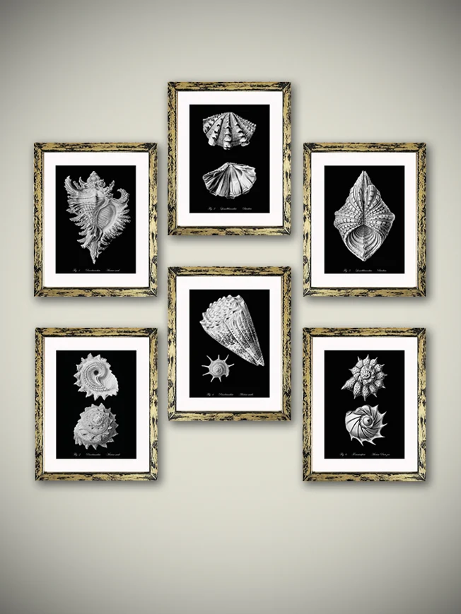 Láminas Decorativas 'Caracolas Naturales Sobre Negro'