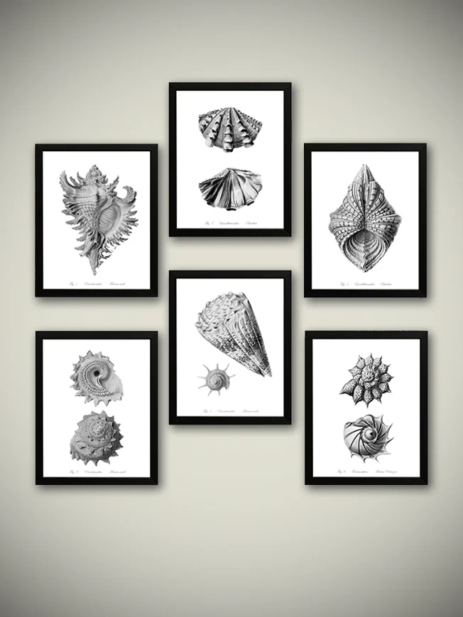 Láminas Decorativas 'Caracolas Naturales Sobre Blanco'