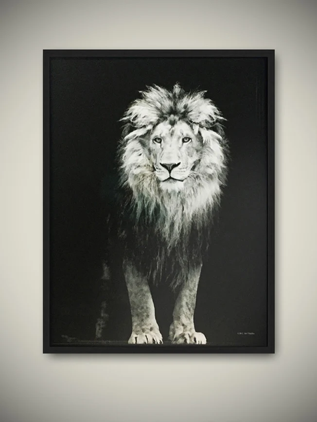 Lámina Enmarcada 'León' - 50x70 cm