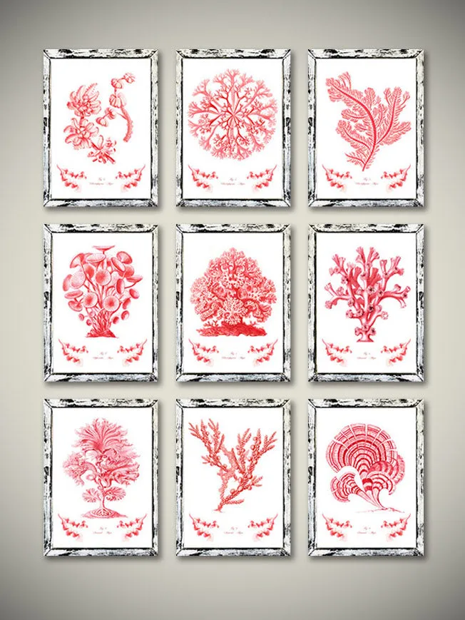 Láminas Decorativas 'Corales y Algas Rojos'