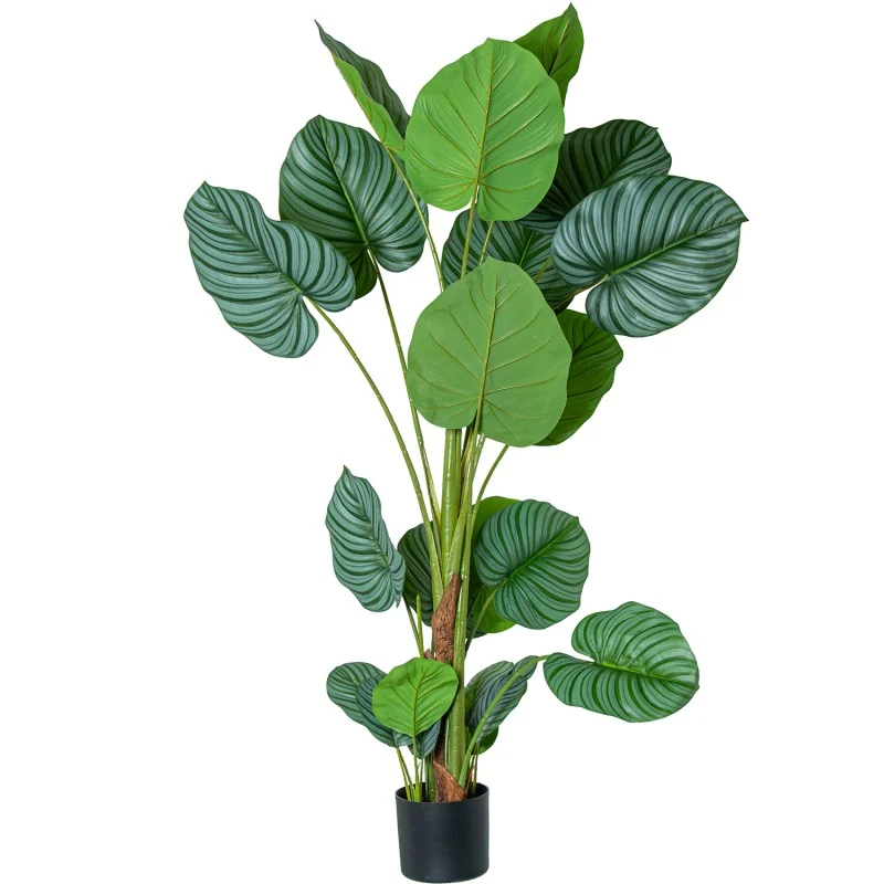 /CAM26691 PLANTA CALATHEA 5 TRONCOS 150cm