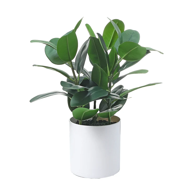 AL50019 Arreglo Garcinia con Maceta de Plástico Blanca 36cm.