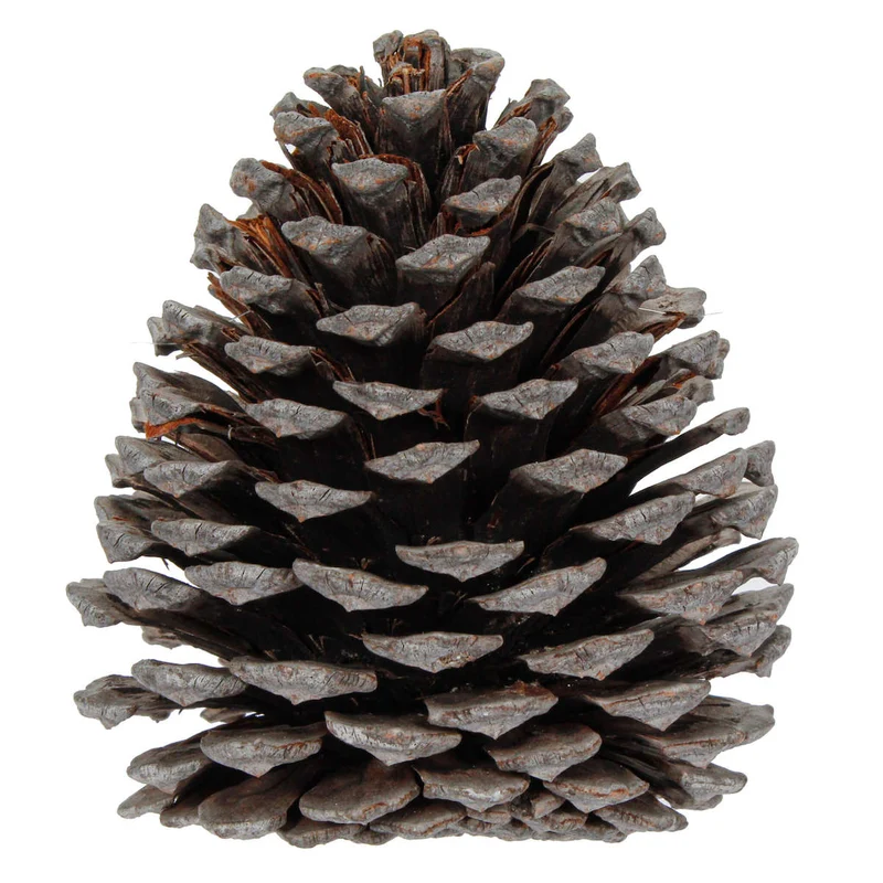 Art.10852 Piña Ext-Grande 11cm (Aprox) 1pz