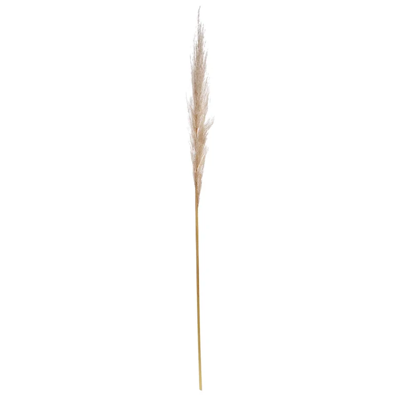 Art.946 Flor De Pampa 1.2m 1pz